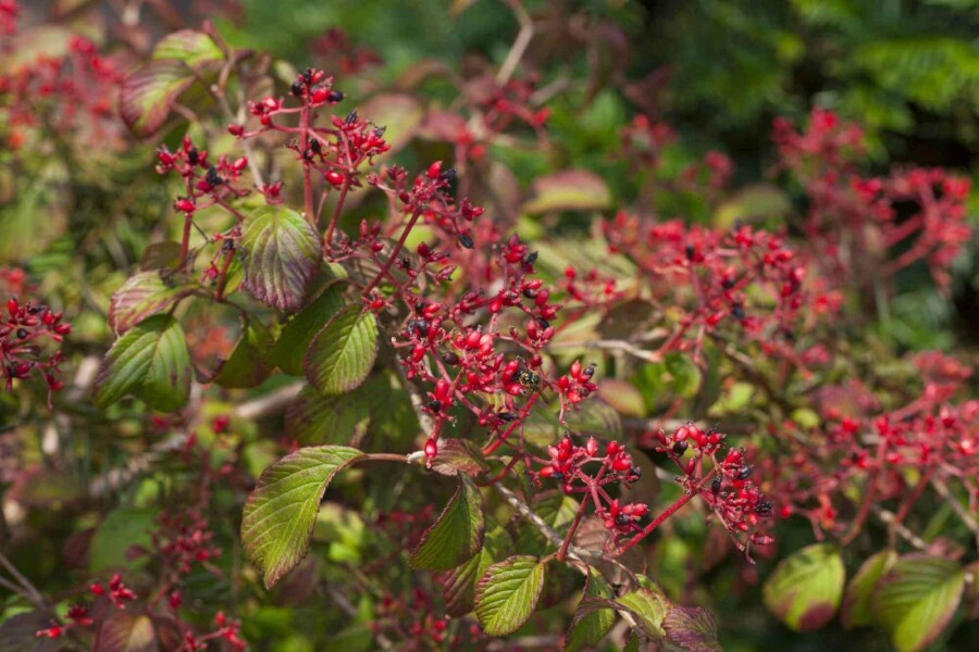 Viorne plissée Viburnum plicatum 'Watanabe' arbuste 15-20 C2,5 Viburnum plicatum 'Watanabe' arbuste 15-20 cm