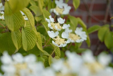 Viorne plissée Viburnum plicatum 'Watanabe' arbuste 15-20 C2,5 Viburnum plicatum 'Watanabe' arbuste 15-20 cm