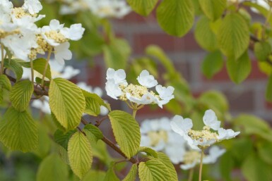 Viorne plissée Viburnum plicatum 'Watanabe' arbuste 30-40 C3 Viburnum plicatum 'Watanabe' arbuste 30-40 cm