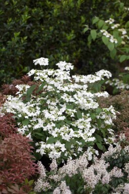 Viburnum plicatum 'Watanabe' C7,5 30-40