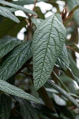 Viorne de prague Viburnum 'Pragense' arbuste 60-80 C12 Viburnum 'Pragense' arbuste 60-80 cm
