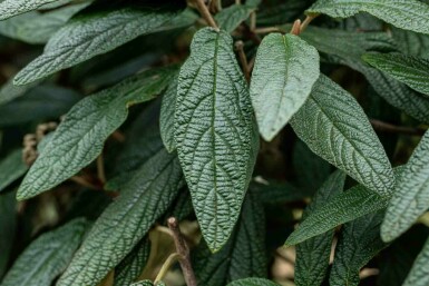 Viburnum 'Pragense' C12 60-80
