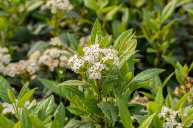 Viorne de prague Viburnum 'Pragense' arbuste 60-80 C12 Viburnum 'Pragense' arbuste 60-80 cm