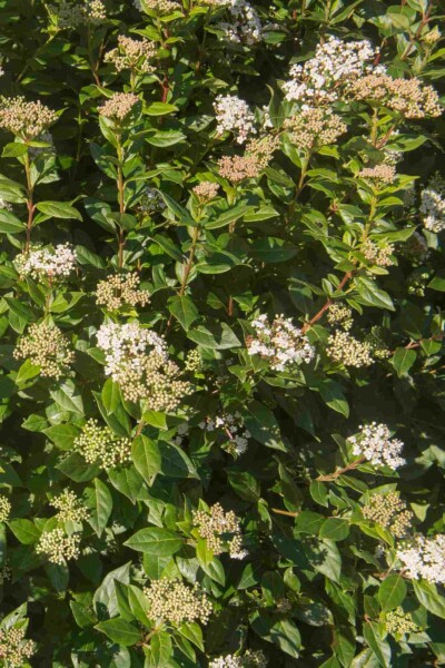 Viburnum tinus 'Eve Price' C7,5 40-50