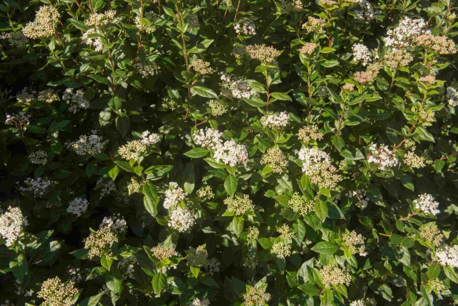 Viorne tin Viburnum tinus 'Eve Price' arbuste 40-50 C7,5 Viburnum tinus 'Eve Price' arbuste 40-50 cm