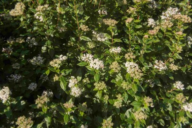 Viburnum tinus 'Eve Price' C7,5 40-50