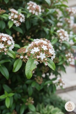 Viburnum tinus 'Spirit' arbuste 40-45 cm
