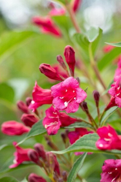 Weigela 'Bristol Ruby' C3 40-50