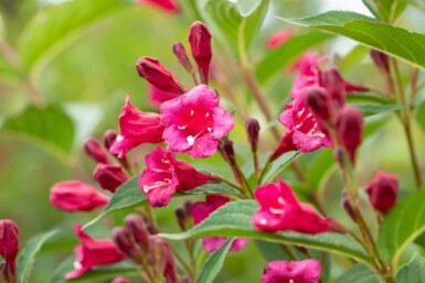 Weigela 'Bristol Ruby' C3 40-50