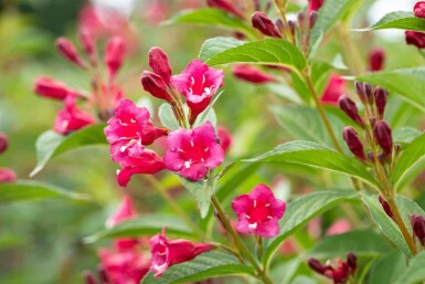 Weigela 'Bristol Ruby' C3 40-50