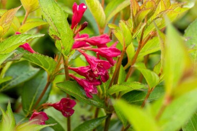 Weigela 'Bristol Ruby' C3 40-50