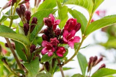Weigela 'Bristol Ruby' C3 40-50