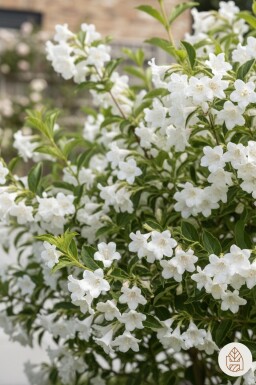 Weigela 'Candida' arbuste 60-80 cm