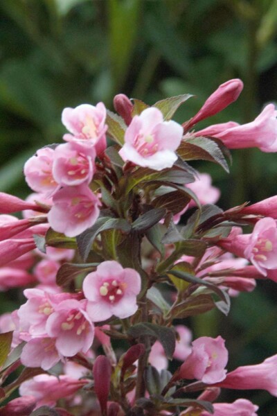 Weigela florida 'Nana Purpurea' C10 40-50