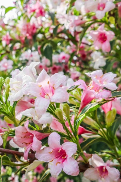 Weigélia Weigela florida 'Variegata' arbuste 30-40 C3 Weigela florida 'Variegata' arbuste 30-40 cm