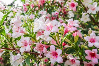 Weigélia Weigela florida 'Variegata' arbuste 30-40 C3 Weigela florida 'Variegata' arbuste 30-40 cm