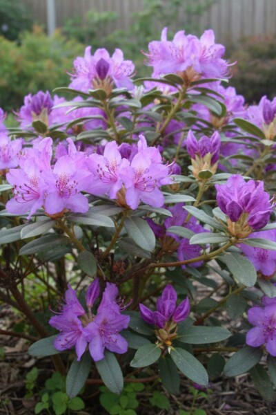 Rhododendron 'Blue Silver' arbuste 15-20 cm