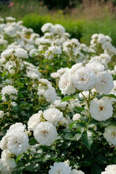 Rosier Rosa 'White Fairy' Arbuste Rosa 'White Fairy' arbuste
