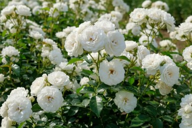 Rosier Rosa 'White Fairy' Arbuste Rosa 'White Fairy' arbuste