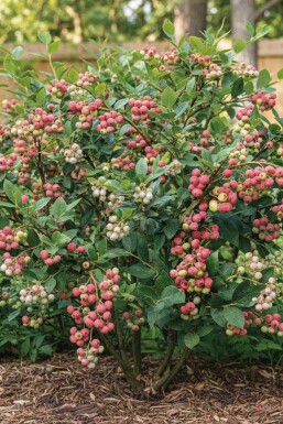 Vaccinium corymbosum 'Pink Lemonade' arbuste