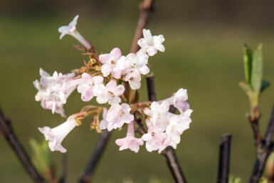 Viburnum bodnantense 'Charles Lamont' arbuste 30-40 cm