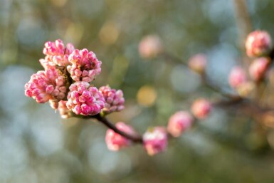 Viburnum bodnantense 'Charles Lamont' arbuste 30-40 cm