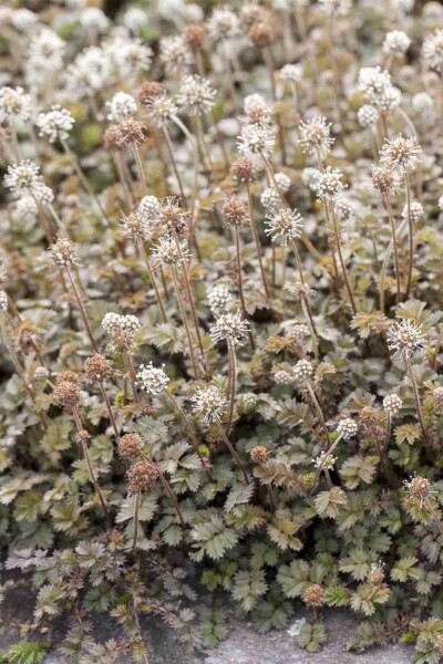 Acaena à petites feuilles Acaena microphylla 5-10 pot P9 Acaena microphylla