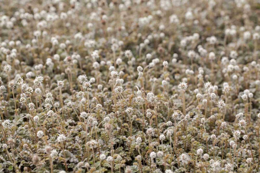 Acaena à petites feuilles Acaena microphylla 5-10 pot P9 Acaena microphylla