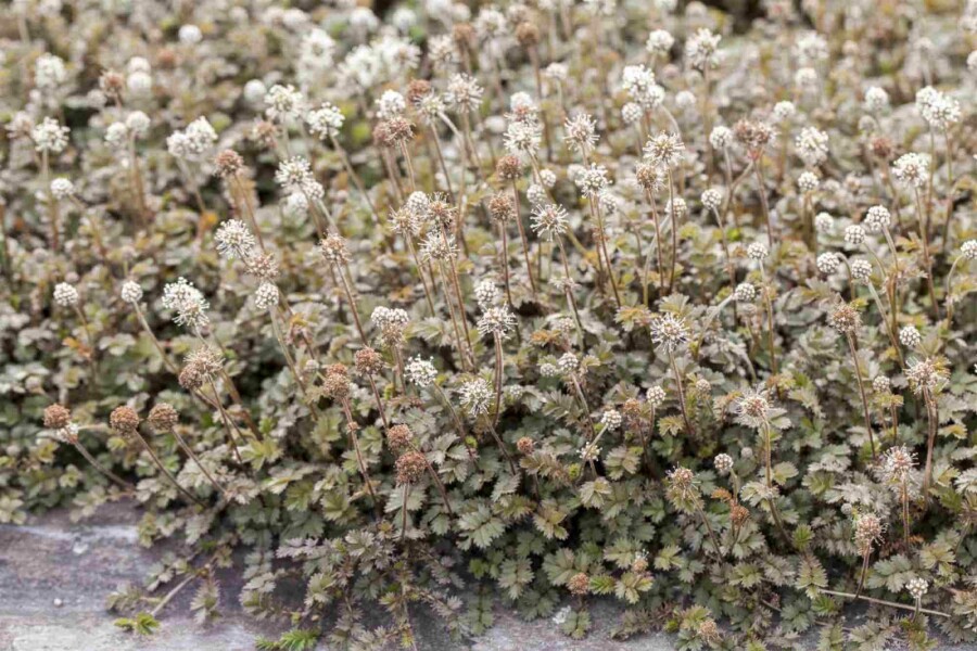 Acaena à petites feuilles Acaena microphylla 5-10 pot P9 Acaena microphylla