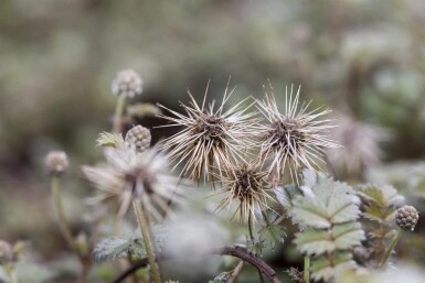 Acaena à petites feuilles Acaena microphylla 5-10 pot P9 Acaena microphylla
