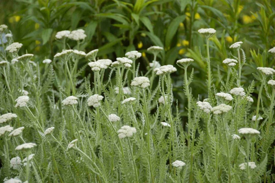 Achillée millefeuille Achillea millefolium 5-10 pot P9 Achillea millefolium