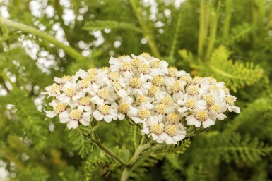 Achillée millefeuille Achillea millefolium 5-10 pot P9 Achillea millefolium