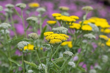 Achillée jaune Achillea clypeolata 'Moonshine' 5-10 pot P9 Achillea clypeolata 'Moonshine'