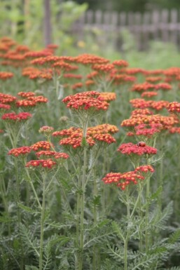 Achillée millefeuille Achillea millefolium 'Safran' 5-10 pot P9 Achillea millefolium 'Safran'