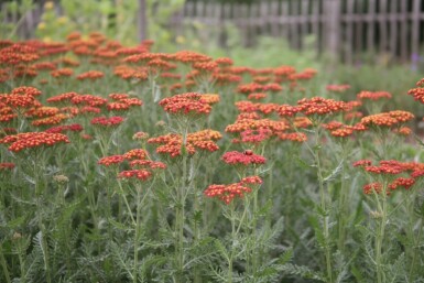 Achillée millefeuille Achillea millefolium 'Safran' 5-10 pot P9 Achillea millefolium 'Safran'