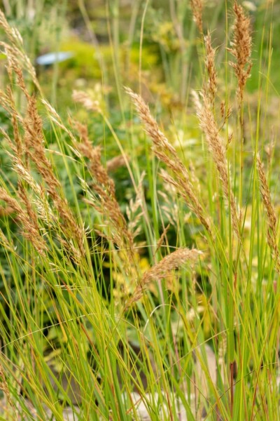 Calamagrostide Achnatherum calamagrostis 5-10 pot P9 Achnatherum calamagrostis