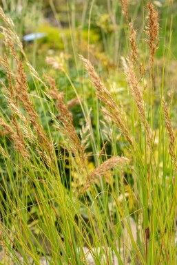 Achnatherum calamagrostis