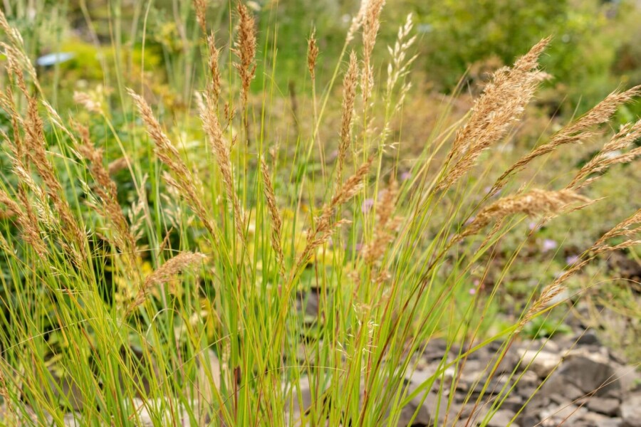 Calamagrostide Achnatherum calamagrostis 5-10 pot P9 Achnatherum calamagrostis