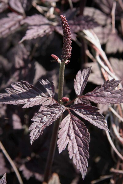 Actée à grappes Actaea simplex 'Pink Spike' 5-10 pot P9 Actaea simplex 'Pink Spike'