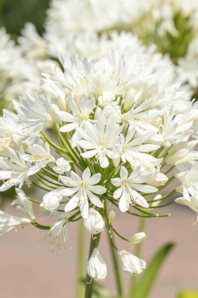 Agapanthe Agapanthus africanus 'Albus' 5-10 pot P9 Agapanthus africanus 'Albus'