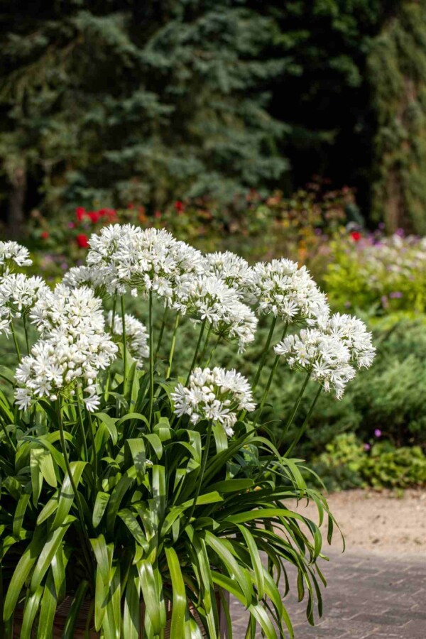 Agapanthe Agapanthus africanus 'Albus' 5-10 pot P9 Agapanthus africanus 'Albus'