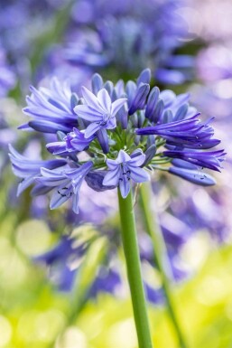 Agapanthe Agapanthus africanus 'Dr Brouwer' 5-10 pot P9 Agapanthus africanus 'Dr Brouwer'