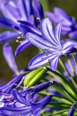 Agapanthe Agapanthus hybride 'Northern Star' 5-10 pot P9 Agapanthus hybride 'Northern Star'