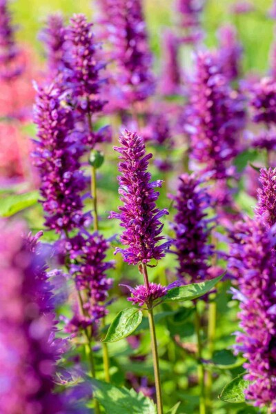 Menthe coréenne Agastache rugosa 'Blue Boa' 5-10 pot P9 Agastache rugosa 'Blue Boa'