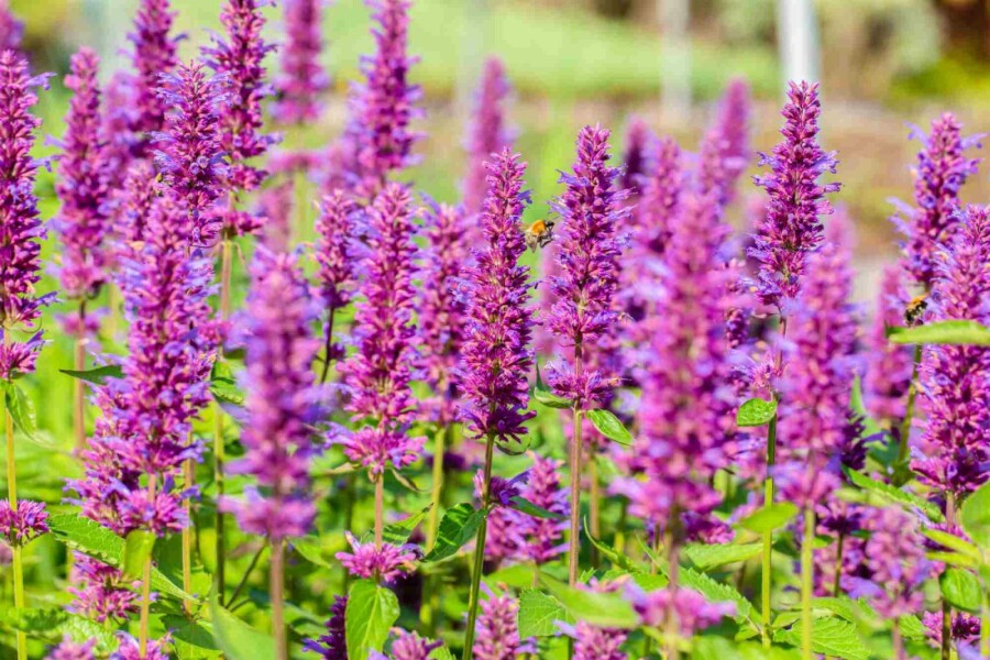 Menthe coréenne Agastache rugosa 'Blue Boa' 5-10 pot P9 Agastache rugosa 'Blue Boa'