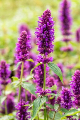Menthe coréenne Agastache rugosa 'Blue Boa' 5-10 pot P9 Agastache rugosa 'Blue Boa'