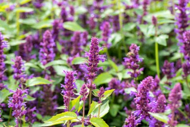 Menthe coréenne Agastache rugosa 'Blue Boa' 5-10 pot P9 Agastache rugosa 'Blue Boa'