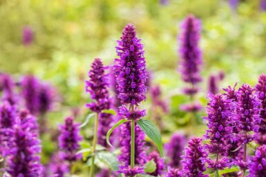 Menthe coréenne Agastache rugosa 'Blue Boa' 5-10 pot P9 Agastache rugosa 'Blue Boa'