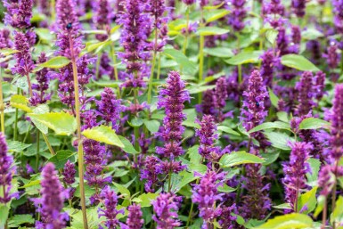 Menthe coréenne Agastache rugosa 'Blue Boa' 5-10 pot P9 Agastache rugosa 'Blue Boa'