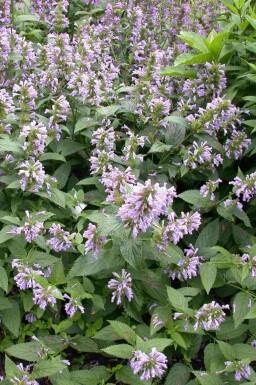 Agastache foeniculum